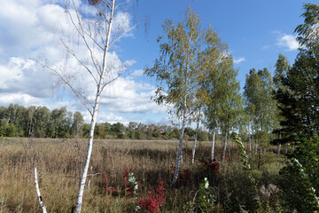 Młode brzozy przy grzęzawisku © Roman