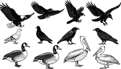 Obraz premium Black and white bird illustration set featuring ravens, crows, pigeons, geese, and pelicans in detailed vintage engraving style artwork