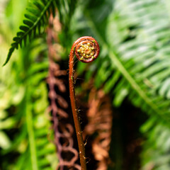 Natural ferns plant. Beautiful background young green fern leaves. Beautiful ferns leaves green foliage