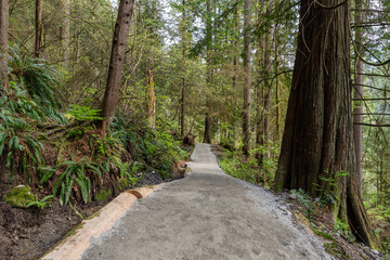Fototapeta premium A hiking trail winds through a forest of giant trees in a forest park Capilano River Regional Park North Vancouver Canada