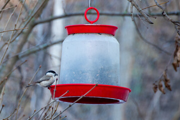 Small songbird standing on a bird feeder holding a sunflower seed in its beak. Winter wildlife scene in a bushy garden environment, symbolizing survival, feeding