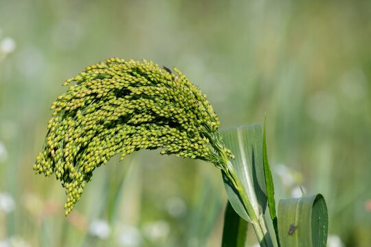 Close up of proso millet (panicum miliaceum)