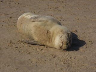 Wild seal resting and sleeping on a sandy beach in its natural habitat. Close-up wildlife scene, calm and peaceful moment.