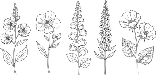 Set of hand drawn delicate floral line art illustrations featuring wildflower stems and botanical blossoms for elegant garden themed wedding invitations and branding design.