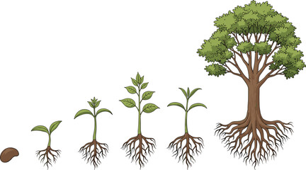 Obraz premium Tree growth stages from seed to full grown tree sprout sapling