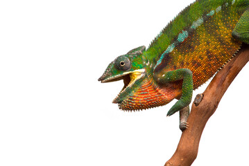 lizard Panther chameleon isolated on white background