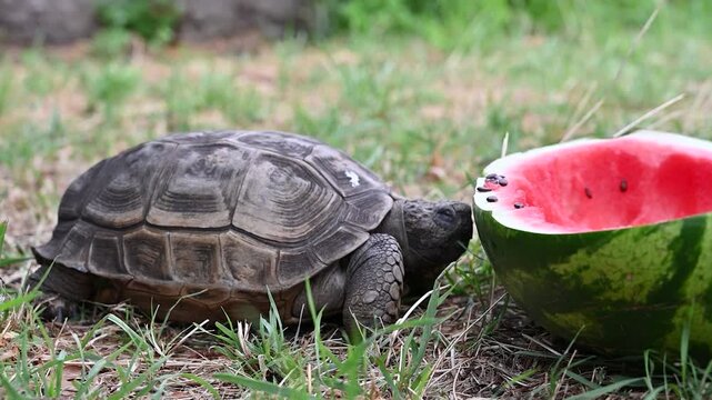 The turtle eats fruits and vegetables,