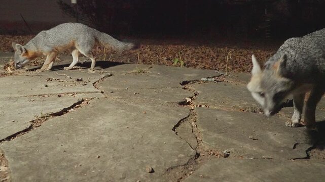 Grey foxes Urocyon cinereoargenteus searching for food at night on residential neighborhood walkway.  