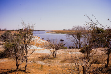 Obraz premium Chobe River floodplain with elephants