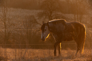Pferd in der Morgenr&ouml;te