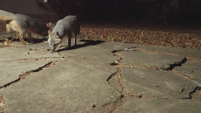 Grey foxes Urocyon cinereoargenteus searching for food at night on residential neighborhood walkway.  