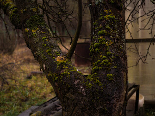 Fototapeta premium Weathered tree trunk with rough bark detailed by vibrant green moss and yellow lichen, close-up texture showing aged wood, organic patterns and natural outdoor habitat.