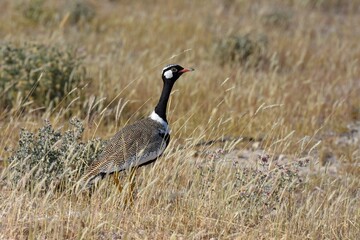 Wei&szlig;fl&uuml;geltrappe (Afrotis afraoides) im Etoscha Nationalpark