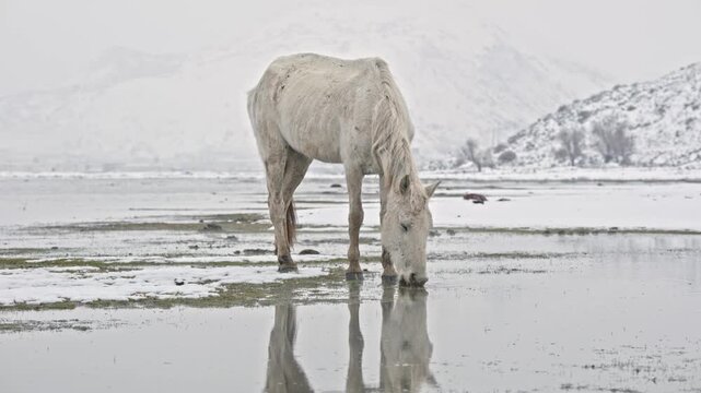 White horse drinking water from a lake in winter. Cold climate, snowy ground, animal behavior, natural water source, and cinematic minimal winter landscape background.