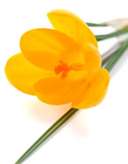 Radiant Yellow Crocus Blossom on White Background.