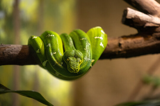 green snake coiled on tree