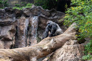 Gorilla, large primarily herbivorous great apes live in tropical forests of equatorial Africa, to see in zoo, walking and sitting alone, close up © barmalini
