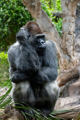 Obraz premium Gorilla, large primarily herbivorous great apes live in tropical forests of equatorial Africa, to see in zoo, walking and sitting alone, close up