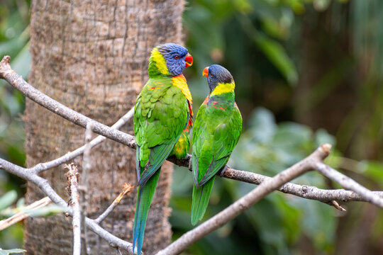 Different colorful parrots birds in Loro Parque on Tenerife close up on trees during morning feeding