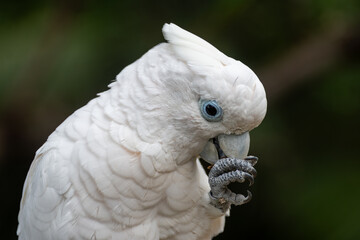 Obraz premium Different colorful parrots birds in Loro Parque on Tenerife close up on trees during morning feeding