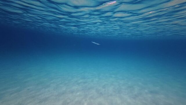 Underwater Close-Up of Wild Needlefish (Garfish) Swimming in Clear Blue Sea
