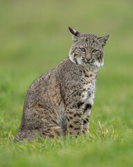 Obraz premium bobcat (Lynx rufus), Point Reyes National Seashore