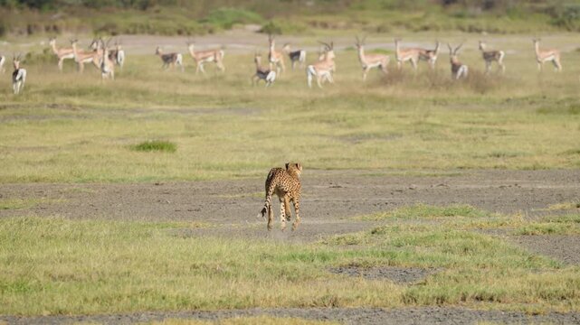 Cheetah sprinting at full speed across the Ndutu plains while hunting a herd of Thomson's Gazelles in Tanzania.