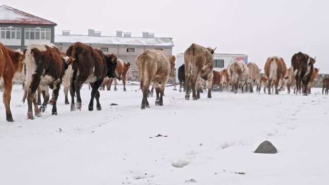 Herd of cows walking on a snowy field in winter. Rural livestock, cold climate, agriculture, countryside life, natural environment, and cinematic winter landscape.