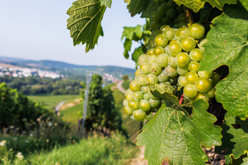 Naklejka premium Close up of green grape cluster hanging on a grapevine with lush leaf and a blurred vineyard hillside in the background. Shallow depth of field 