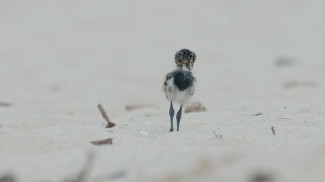 Chick of Southern lapwing or Quero quero learns foraging food on the beach