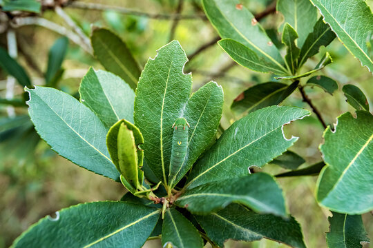 Caterpillar of the butterfly Charaxes jasius on Arbutus unedo in Sierra Calderona, Valencia, Spain.
