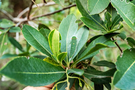 Caterpillar of the butterfly Charaxes jasius on Arbutus unedo in Sierra Calderona, Valencia, Spain.
