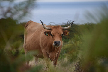 Obraz premium vaca rubia entre vegetación mirando a la cámara con el mar de fondo