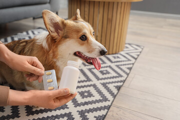 Hands of owner with anti-parasitic pills for dog at home