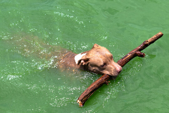 Cachorro nadando em represa com graveto na boca