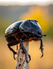Dung Beetle on a Twig - A Close-Up of Natures Recycler.