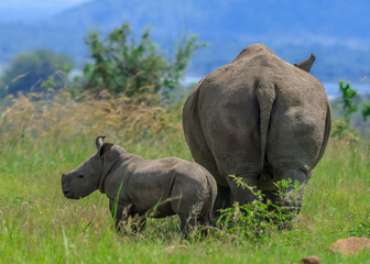 Fototapeta premium Cute baby Rhino or Rhinoceros during a safari in South Africa