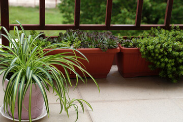potted houseplants on balcony with succulents and spider plant