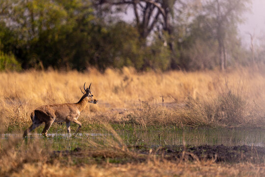 Red lechwe wading through Okavango marsh
