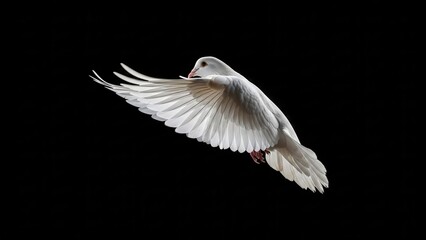Obraz premium White Dove Flying Against Black Background