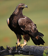 a powerful golden eagle (aquila chrysaetos) in spain