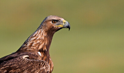 Fototapeta premium a powerful golden eagle (aquila chrysaetos) in spain