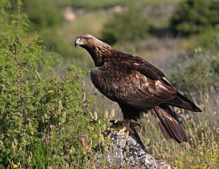 Fototapeta premium a beautiful golden eagle (aquila chryaetos) on spain