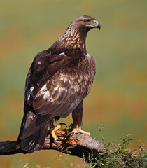Fototapeta premium a majetic golden eagle flying in the mountain