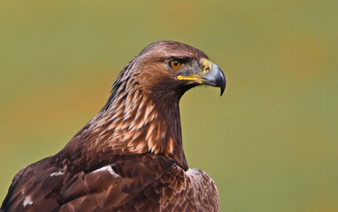 Fototapeta premium a powerful golden eagle (aquila chrysaetos) in spain
