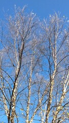 Obraz premium River Birch in Winter