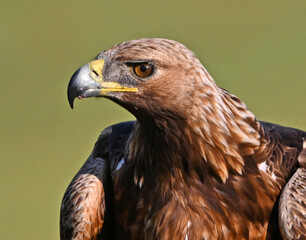 Naklejka premium a powerful golden eagle (aquila chrysaetos) in spain