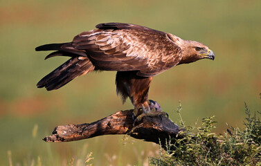 a majetic golden eagle flying in the mountain
