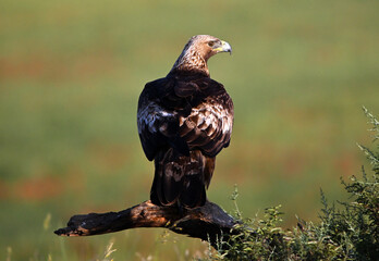 Fototapeta premium a majetic golden eagle flying in the mountain