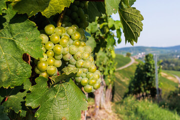 Obraz premium Close up of green grape cluster hanging on a grapevine with lush leaf and a blurred vineyard hillside in the background. Shallow depth of field